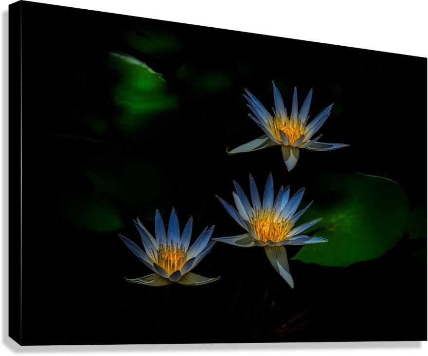 *FLO 00469 Canvas Print