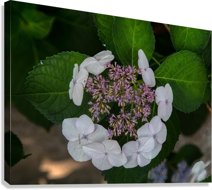 FLO 01773 Canvas Print