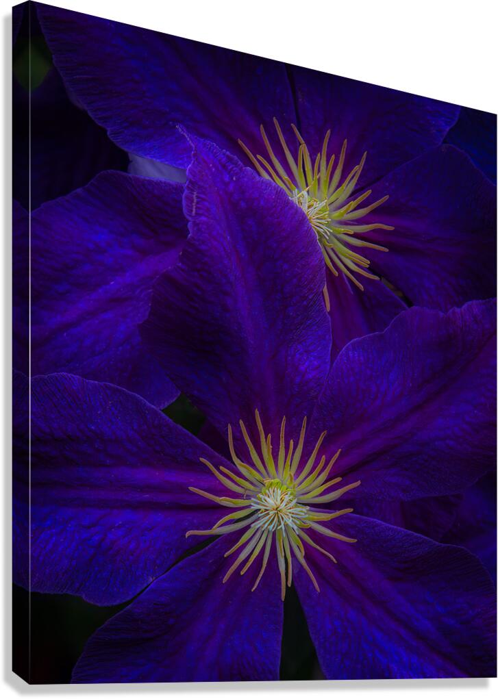 FLO 01780 Canvas Print