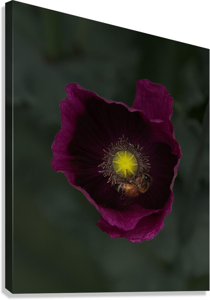 FLO 01799 Canvas Print