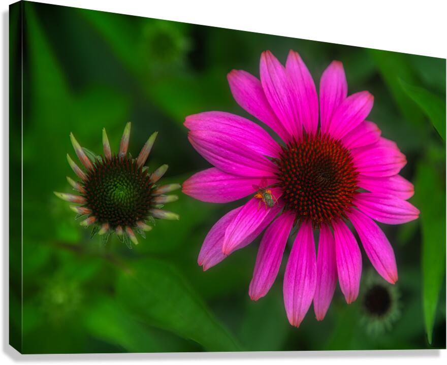 FLO 01782 Canvas Print