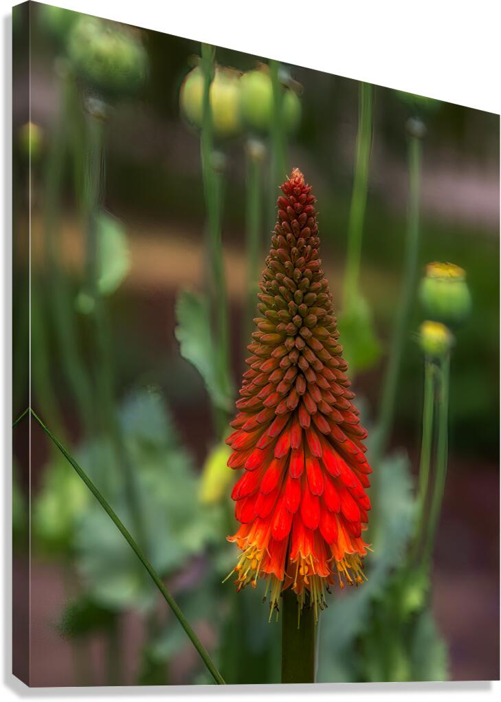 FLO 01800 Canvas Print