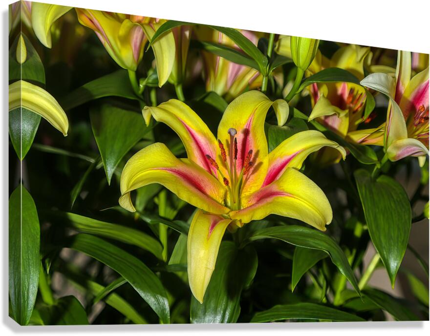 FLO 01809 Canvas Print