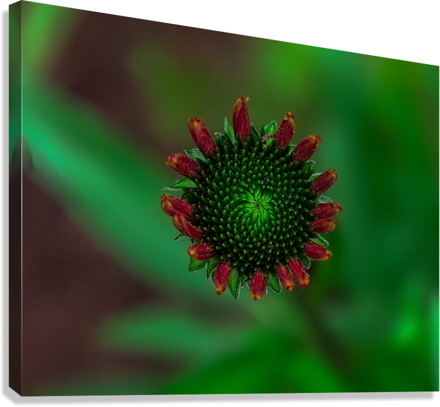 FLO 01785 Canvas Print