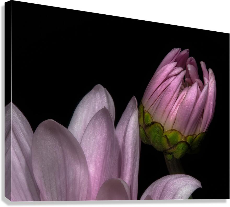FLO 01765 Canvas Print