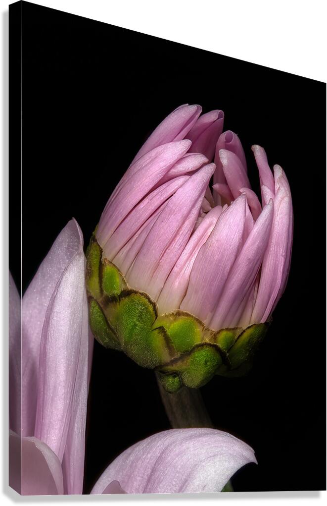 FLO 01766 Canvas Print