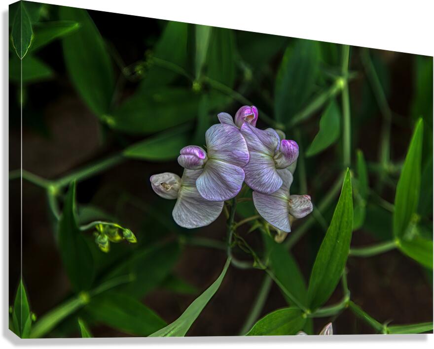 FLO 01778 Canvas Print