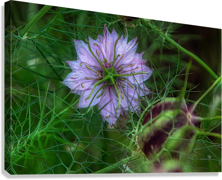 FLO 01784 Canvas Print