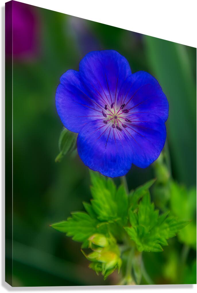 FLO 01775 Canvas Print