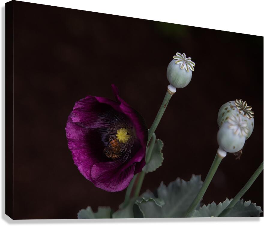 FLO 01790 Canvas Print