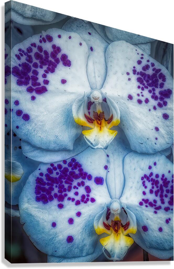 FLO 01813 Canvas Print