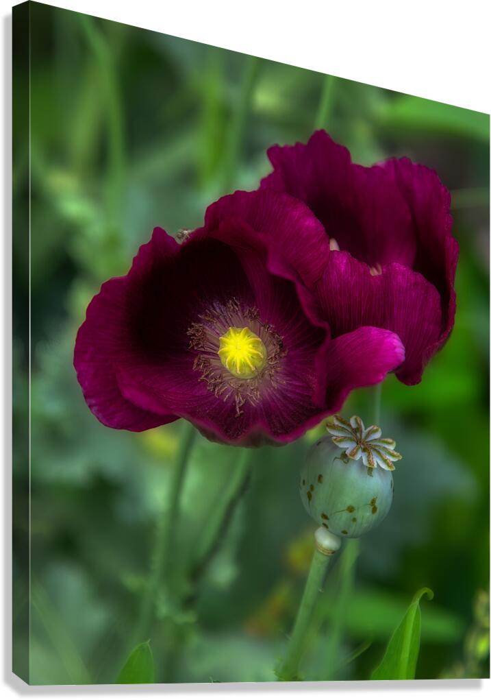 FLO 01779 Canvas Print