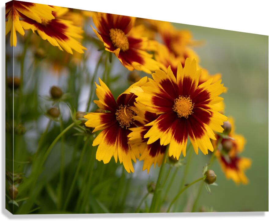 FLO 01801 Canvas Print