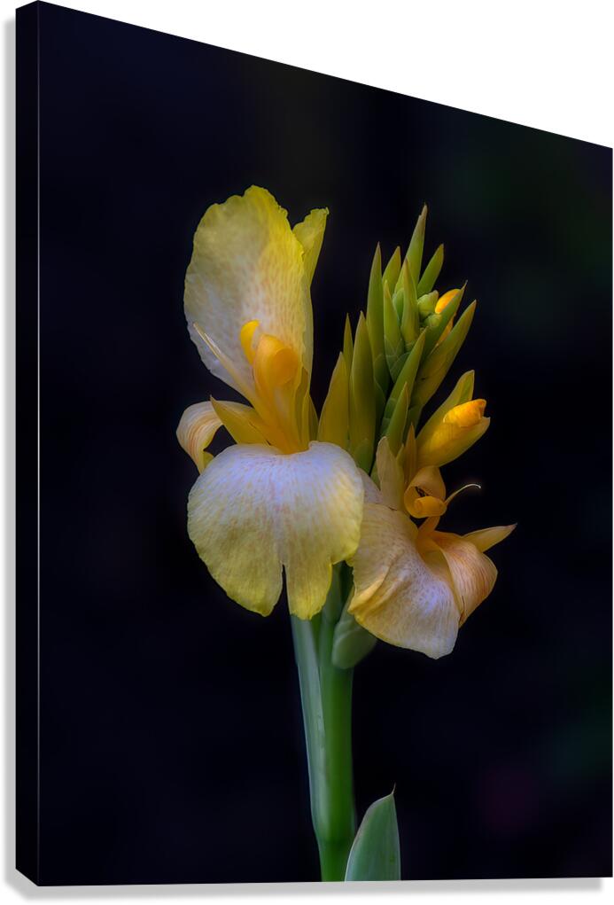 FLO 01803 Canvas Print