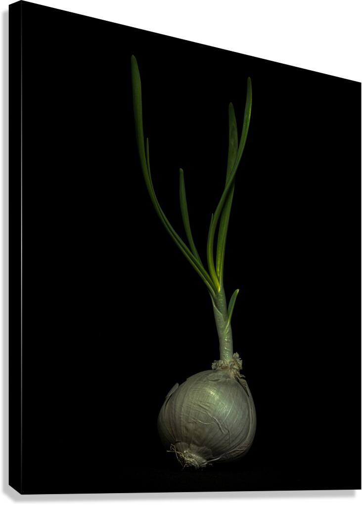 MIS 01921 Canvas Print