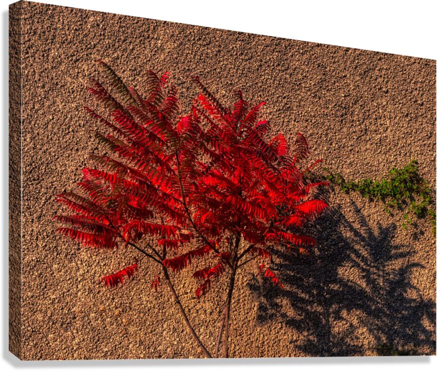 MIS 01920 Canvas Print