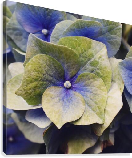 Hydrangea  Canvas Print