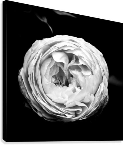 Folds Canvas Print