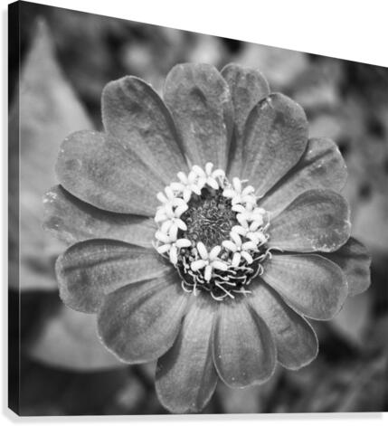 Perfect Circle  Canvas Print