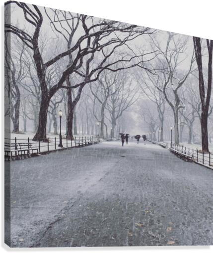 Central Park  Canvas Print