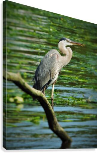 Marsh Friends Canvas Print