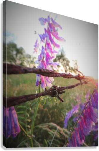 Barbed Wire Canvas Print