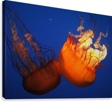 Jellies Canvas Print