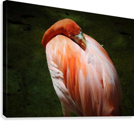 Nap Time  Canvas Print