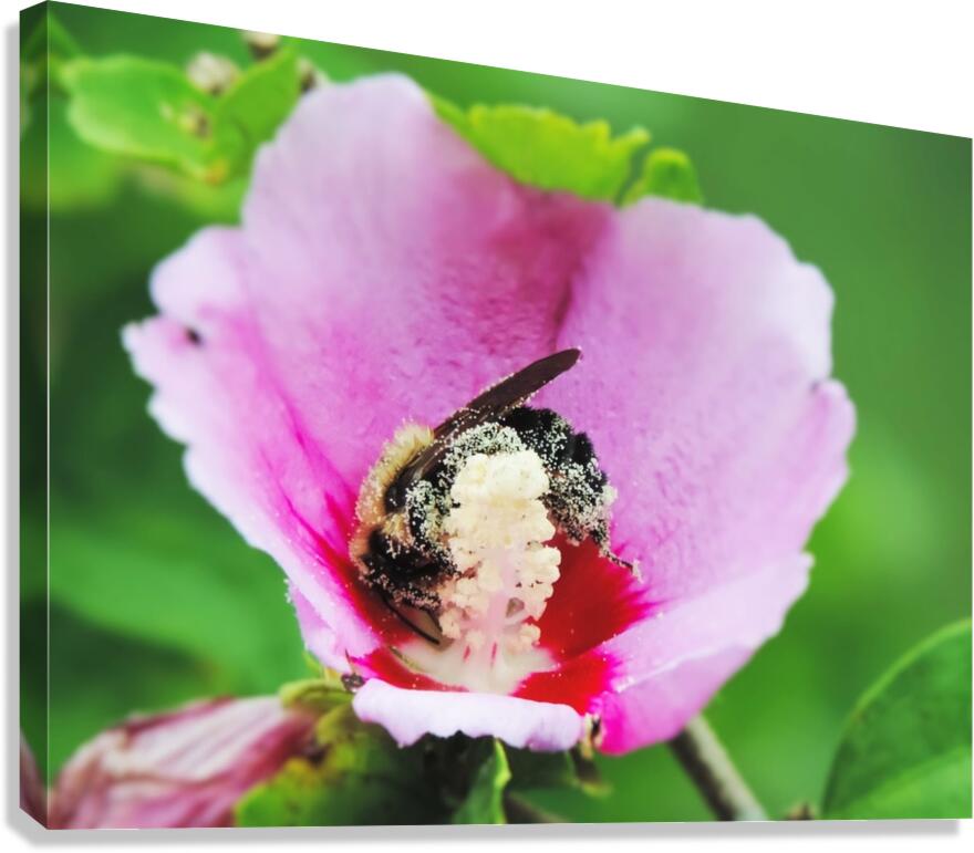 Pollen Butts Canvas Print
