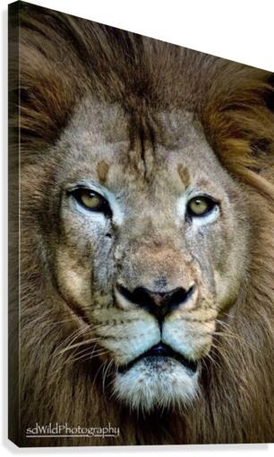 Lion King  Canvas Print