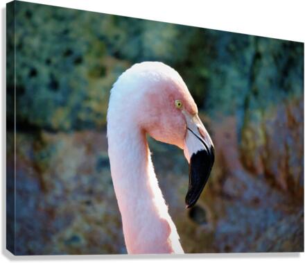 Flamingo Canvas Print