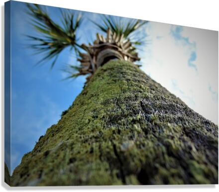 Close Up Canvas Print