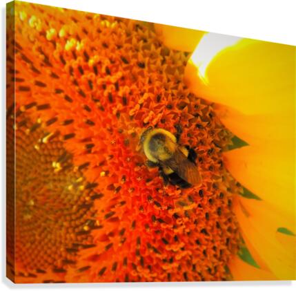 Sunny Bee Canvas Print