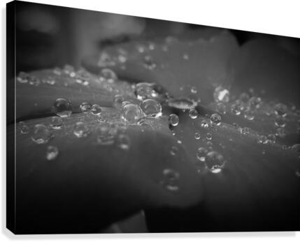 Droplets  Canvas Print