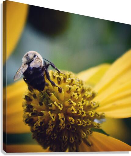 Bee Yourself  Canvas Print