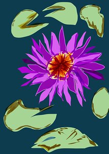 Water Lily