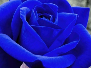 BLUER ROSE
