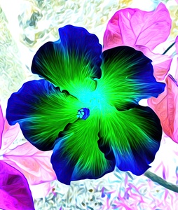 BLU N YELLO HiBiSCUS