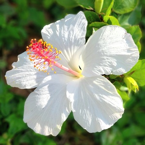 PURE WHiTE HiBiSCUS