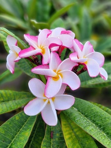 YOUNG N COLORFUL BUDS