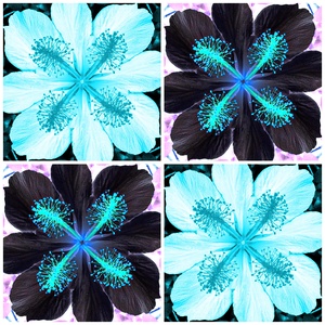 blak n blu hi bis kus