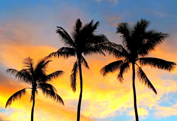 3 COLORED PALMS Print