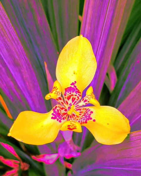COLORFUL ORCHiD Print