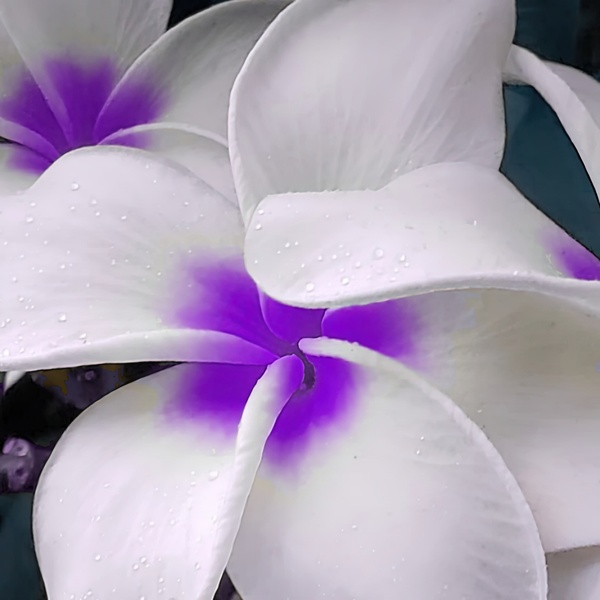 PurPlumeria by Scott Werny