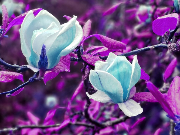 YOU CAN ALMOST TASTE THEM Print