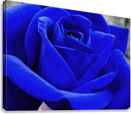 BLUER ROSE Canvas Print