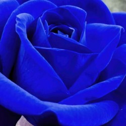 BLUER ROSE