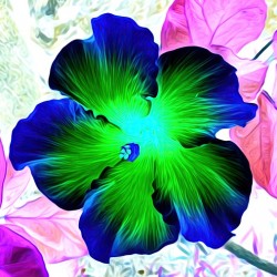 BLU N YELLO HiBiSCUS