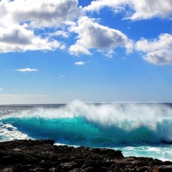 Backlit Yokohaman Beauty