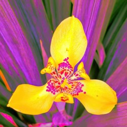 COLORFUL ORCHiD